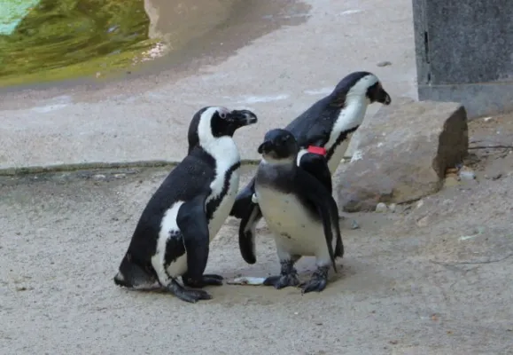 Zoo Leipzig F-Jun ´13