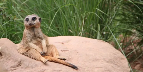Zoo Leipzig F-Jun ´13