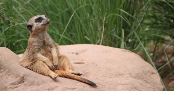 Zoo Leipzig F-Jun ´13