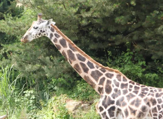 Zoo Leipzig F-Jun ´13