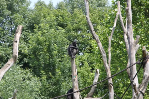 Zoo Leipzig F-Jun ´13