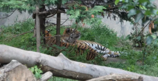 Zoo Leipzig F-Jun ´13