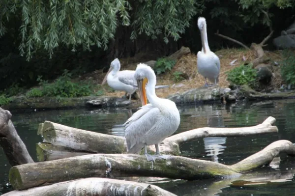 Zoo Leipzig F-Jun ´13
