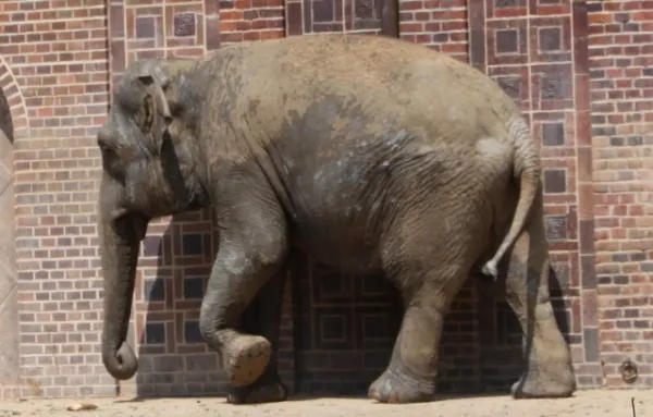 Zoo Leipzig F-Jun ´13
