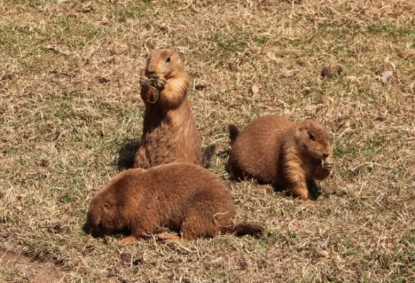 Zoo Leipzig F-Jun ´13